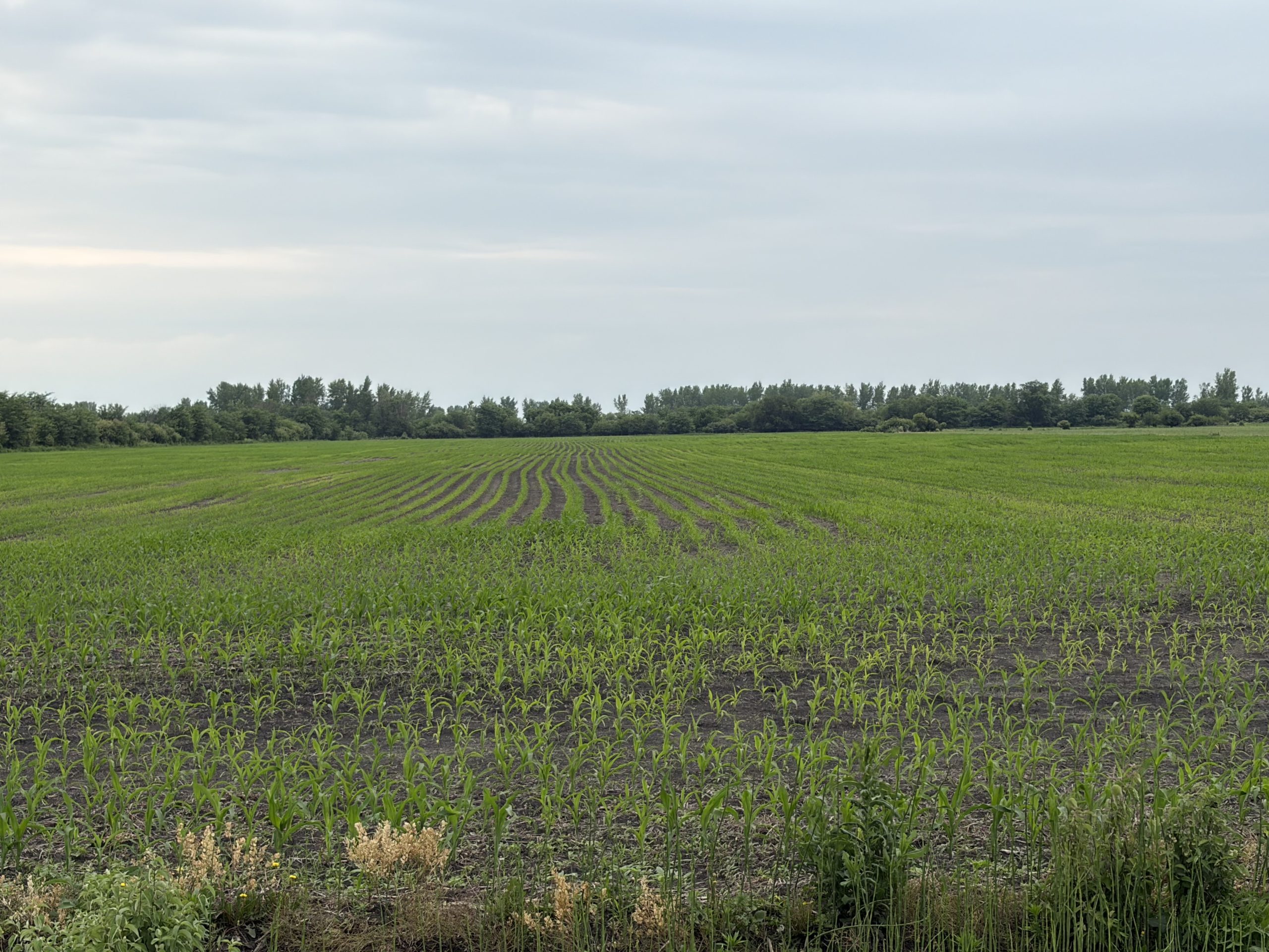 60+/- acres in Holt County, MO!